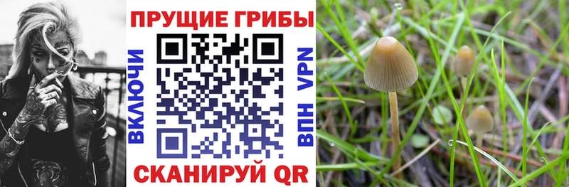 как найти наркотики Лосино-Петровский Псилоцибиновые грибы Psilocybine cubensis